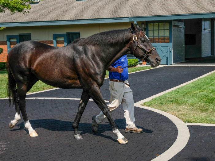 Jonabell Farm is home to Medaglia d