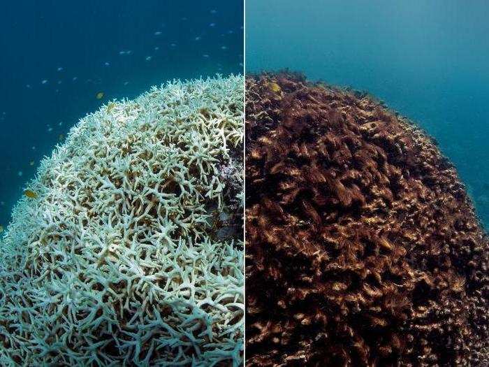 Projections suggest that 60% of all coral reefs are likely to be highly or critically threatened by 2030.