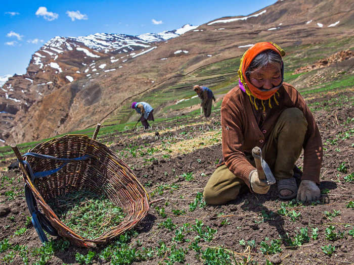 Initially, 200 farmers of the Lahaul-Spiti, Kinnaur and Chamba district will start cultivation.