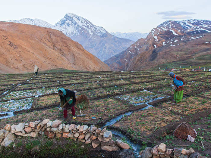 ​Lahaul Spiti has seen a sharp decline in the production of bitter hops, a key ingredient in brewing beer.