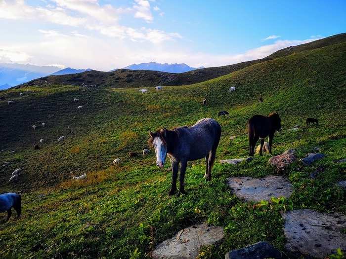 Himachal Pradesh’s Lahaul Spiti will be the new hotspot for producing exotic barley used in whisky production.