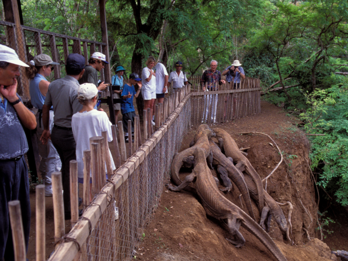 Komodo Island, Indonesia