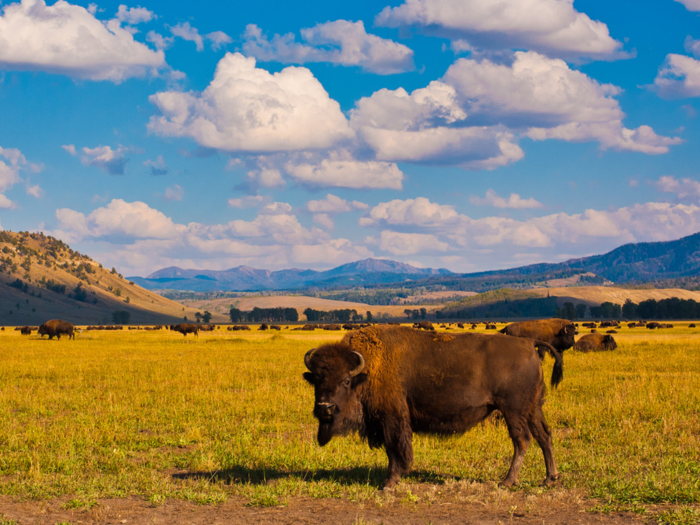 And Yellowstone National Park is about an hour