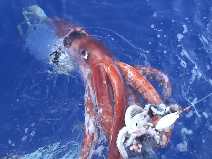 One nearly long-lost species, however, emerged from the wilderness this year. In June, scientists spotted a giant squid in its deep-sea habitat in the Gulf of Mexico.