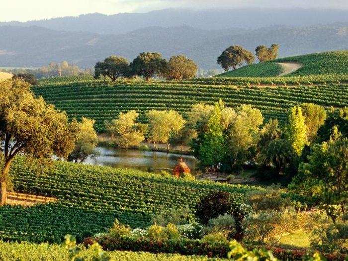 According to Needham, the place to go for Napa Valley