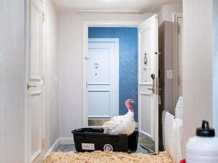 The turkeys, which were raised on a farm in Sampson County, North Carolina, took a moment to inspect the room.