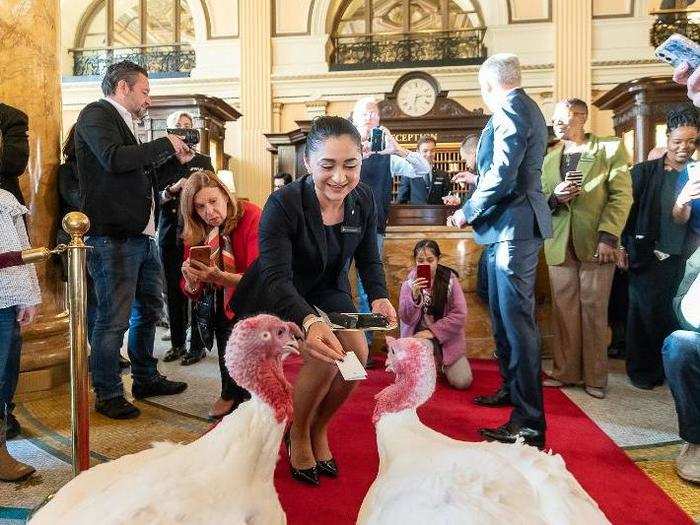 Hotel staff took it seriously, offering the turkeys five-star service.