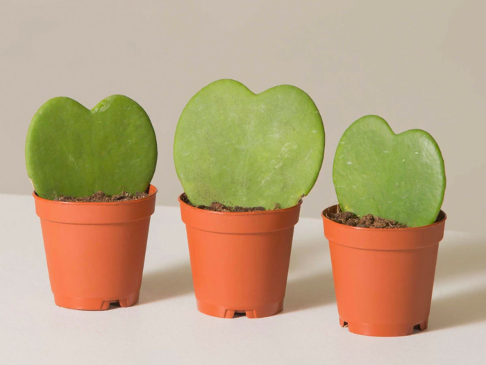 Heart-shaped succulents to add some green to her space