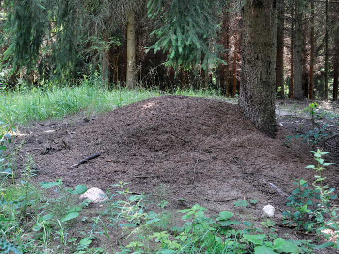 The bunker colony grew as ants from the original colony, in the forest above, fell through a ventilation pipe beneath their nest.