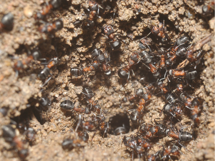 The scientists only found worker ants in the bunker, with no queen and no larvae.