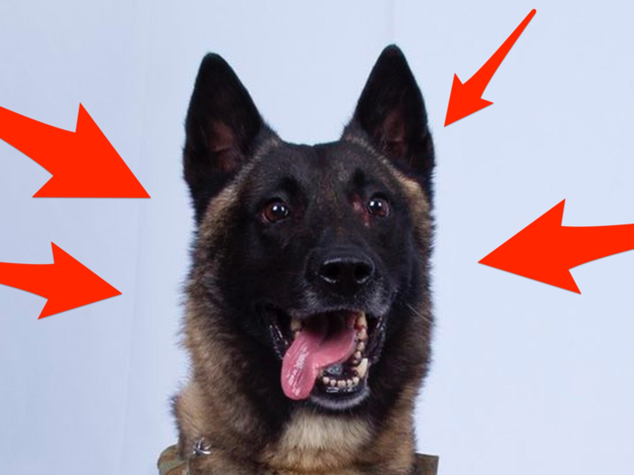 Conan, the very good military dog.