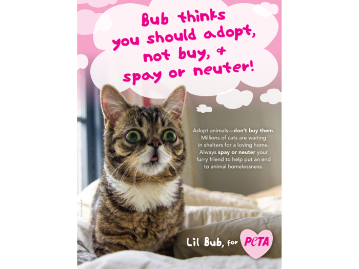 After going viral in 2012, Lil Bub