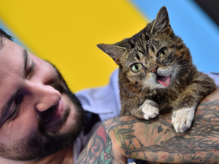 Bridavsky started a Tumblr blog devoted to Lil Bub in November 2011, and the pictures drew attention quickly online. A few months later, Lil Bub made it to the front of Reddit and her popularity began to skyrocket, earning her an invite to appear on "Good Morning America."