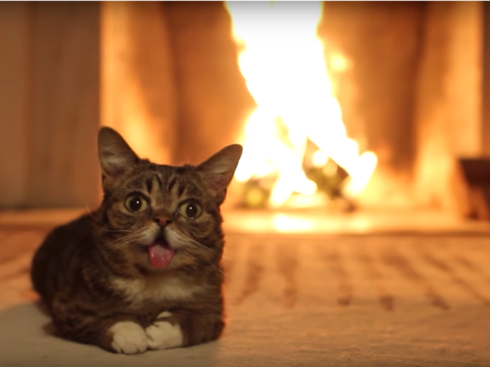 "She looked very weird, like a little alien," Bridavsky, now 39, said of his first time seeing Lil Bub. Her name is inspired by a term of endearment Bridavsky once used with a friend, and it