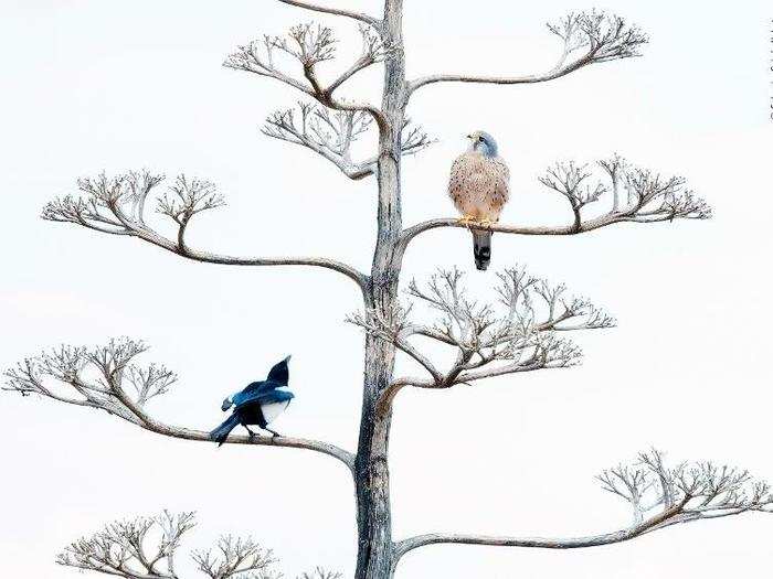 Creatures of different species come into conflict, too. In this photo, an aloof kestrel sits above an annoyed magpie on the dead flower spike of an agave plant.