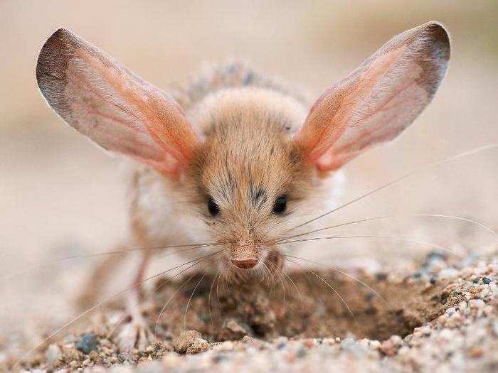 Elsewhere in Mongolia, Maleev also snapped a photo of a long-eared jerboa scuttling through the Gobi Desert.