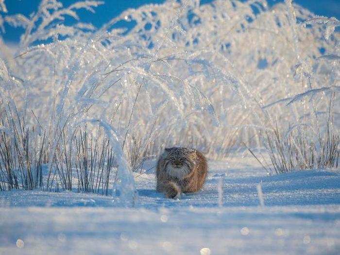 Photographer Valeriy Maleev caught another rarely seen snow-dwelling predator on camera: a Pallas