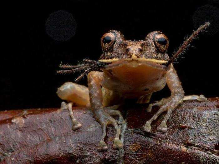 A baby tarantula made for a nice meal for this rainforest frog.