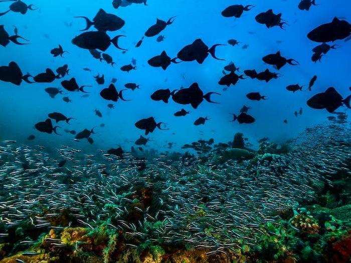 Fish often swim in schools for protection from predators. Photographer David Doubilet captured the silhouettes of red tooth triggerfish in the Philippines.