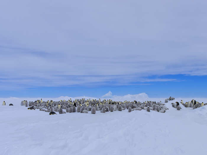 Emperor penguins form colonies that can include up to 25,000 individuals. Photographer Yaz Loukhal took a helicopter flight then trekked through thick snow in order to photograph this group.