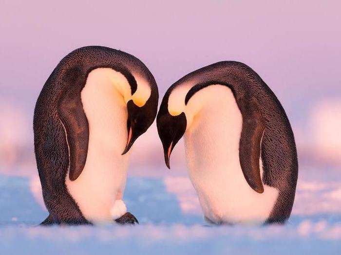 Some animal moms-to-be, meanwhile, start preparing for the big event before their offspring arrives. At first glance, photographer Stefan Christmann thought these emperor penguins were caring for an egg. It turned out to be a snowball.