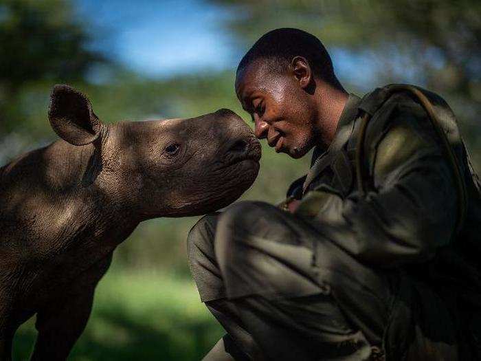 For this orphaned black rhino, named Kitui, park ranger Elias Mugambi acts as a surrogate parent.