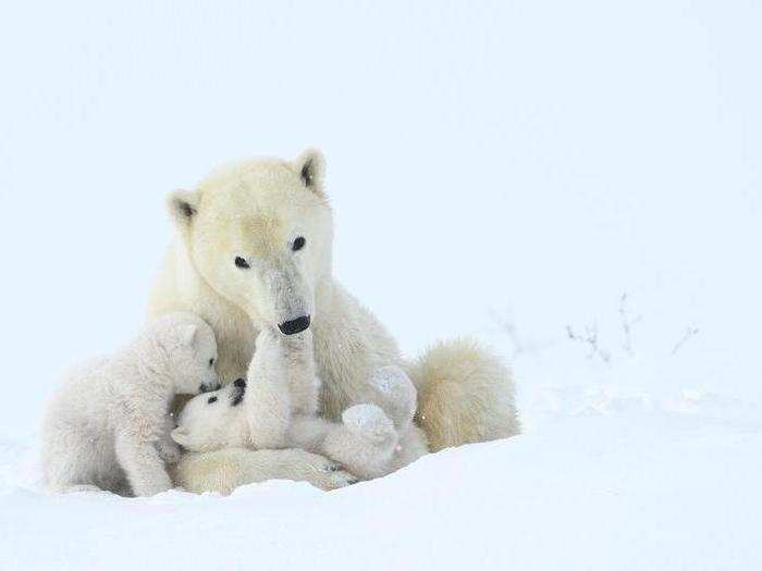 Photographer Steve Levi spent 10 days searching for this polar bear mother and her cubs in Manitoba, Canada.