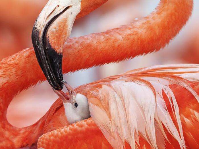 This Caribbean flamingo