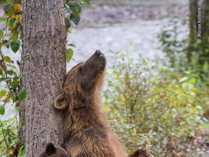 Mothers and their young make for especially compelling wildlife photography. In this image, Marion Volborn caught a grizzly mother and her cub scratching that unreachable itch.