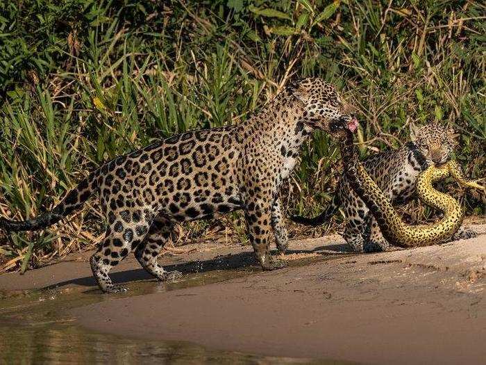 Of course, big cats are not known for being peaceful. In this image, a jaguar cub helps its mother carry a giant anaconda out of the Três Irmãos river in Brazil.