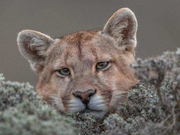 Photographer Ingo Ardnt captured another serene wildcat on camera in Chile