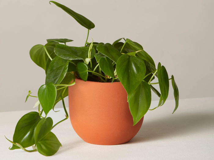 The Sill Philodendron Green