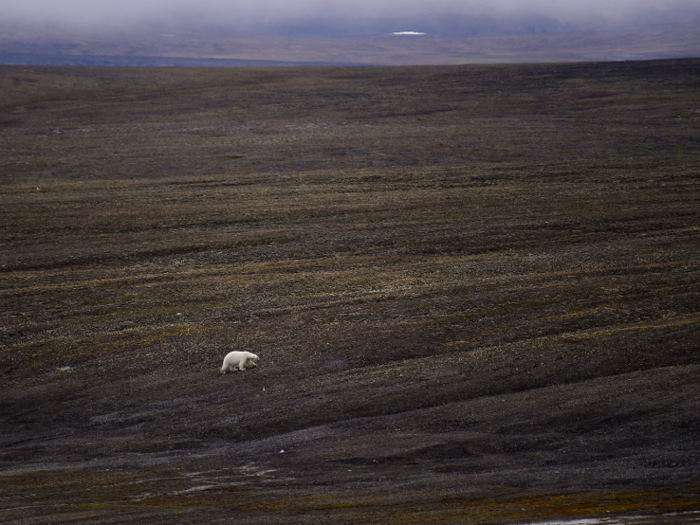 Climate change is the biggest threat to the survival of the polar bear.