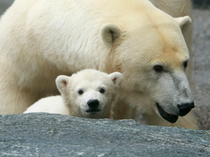 Arctic pollution affects polar bears as well.