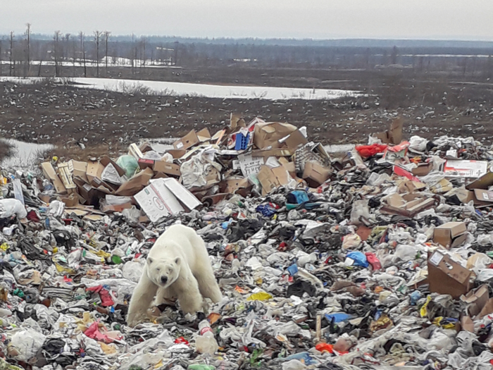 As a result, starving polar bears have been spotted wandering into towns ...