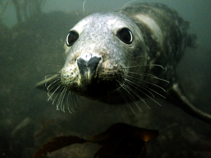 Thinning ice also led Arctic ringed seals, the polar bear