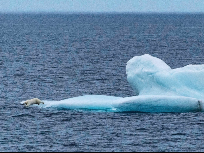 Thinning ice makes it harder for polar bears to travel far enough to find food.