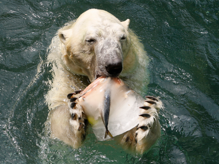 Polar bears sometimes hunt underwater, but long swims in the Arctic can lead to energy depletion and hypothermia. So they need to rest on ice.