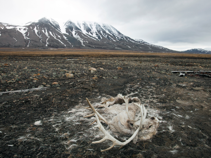 As a result, hundreds of reindeer are dying. Last winter, more than 200 reindeer died of starvation.