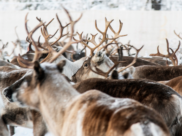 But unusually early snowfall followed by freezing rain in Sweden