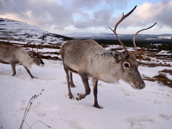 For example, reindeer in the Arctic typically dig under the snow to find food like lichens and grass in the winter.