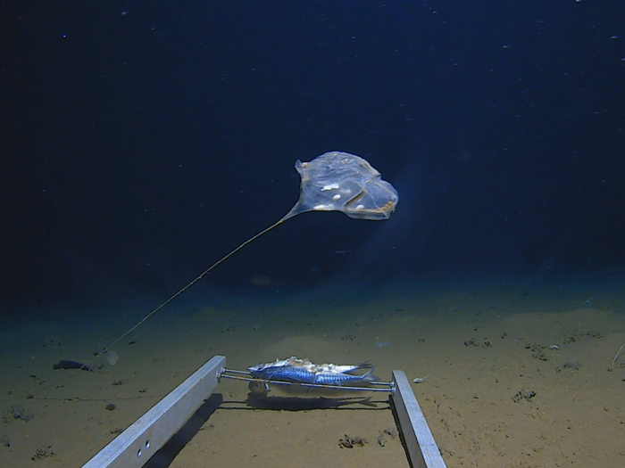 The deepest reaches of the ocean harbor all kinds of strange, unknown creatures. The last decade of deep-sea exploration has revealed several of them.