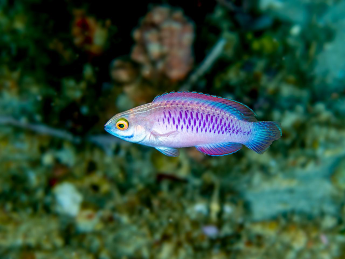 Researchers who discovered this African fish with gleaming purple scales named it after Wakanda, the fictional home of Marvel