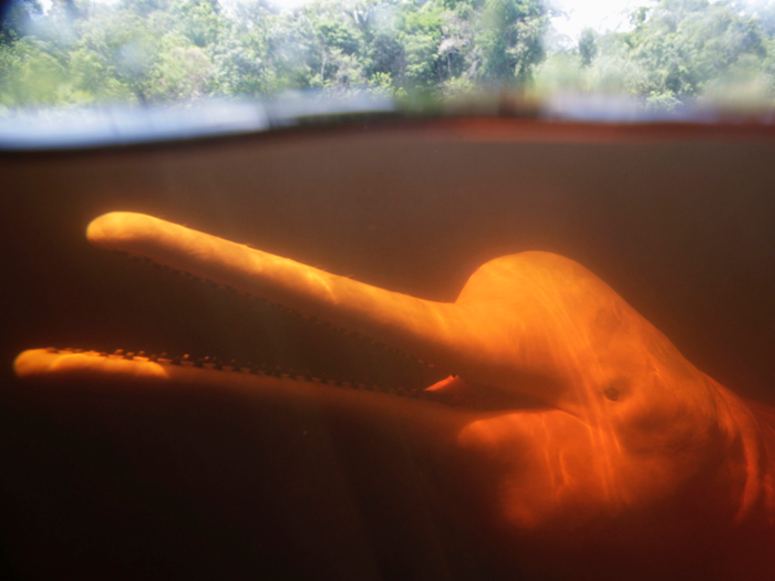 Through DNA testing, scientists discovered a new species of pink river dolphin in the Amazon