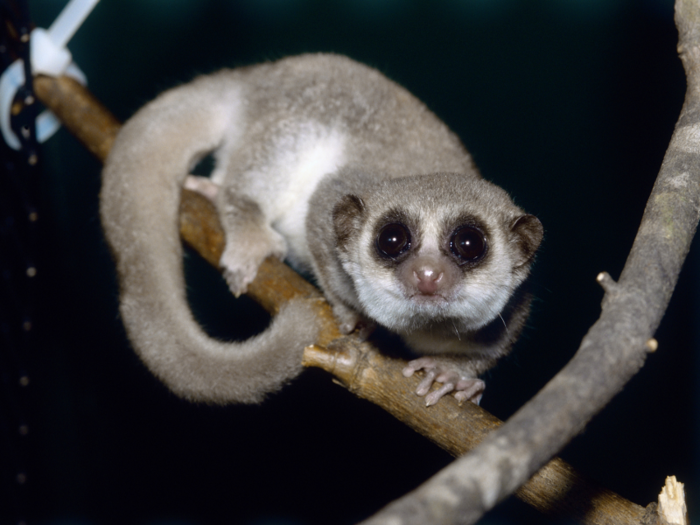 Another adorable tree-dweller, the dwarf lemur, is smaller than a squirrel.