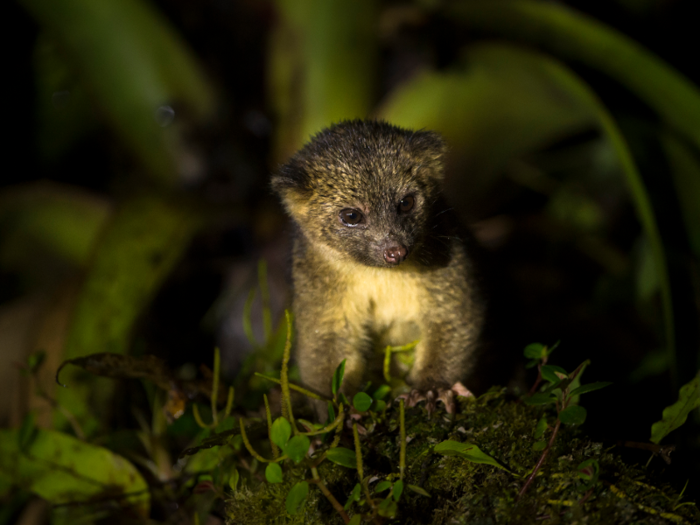 The olinguito is the first carnivore discovered in the Western Hemisphere since the 1970s.