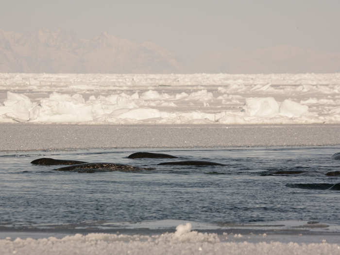 Discoveries about narwhals continued.