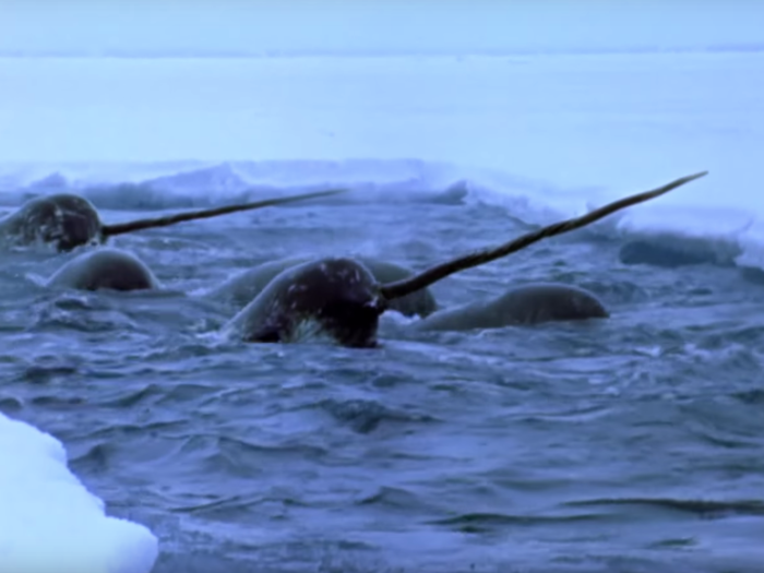 It can take months to spot a narwhal, according to Smithsonian Magazine.