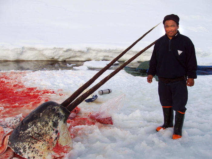 Only 3% of females have tusks. Some narwhals, like this one that was caught in Upernavik in 2007, have two.