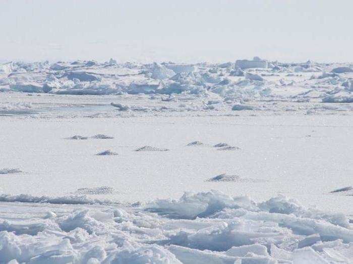 They live in cracks of dense ice and flee from people in boats and helicopters.